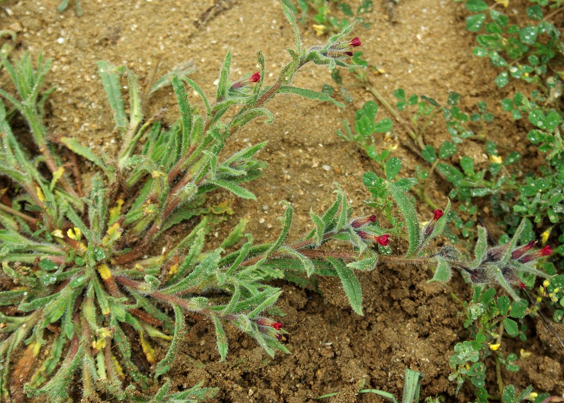 Image of Nonea caspica specimen.