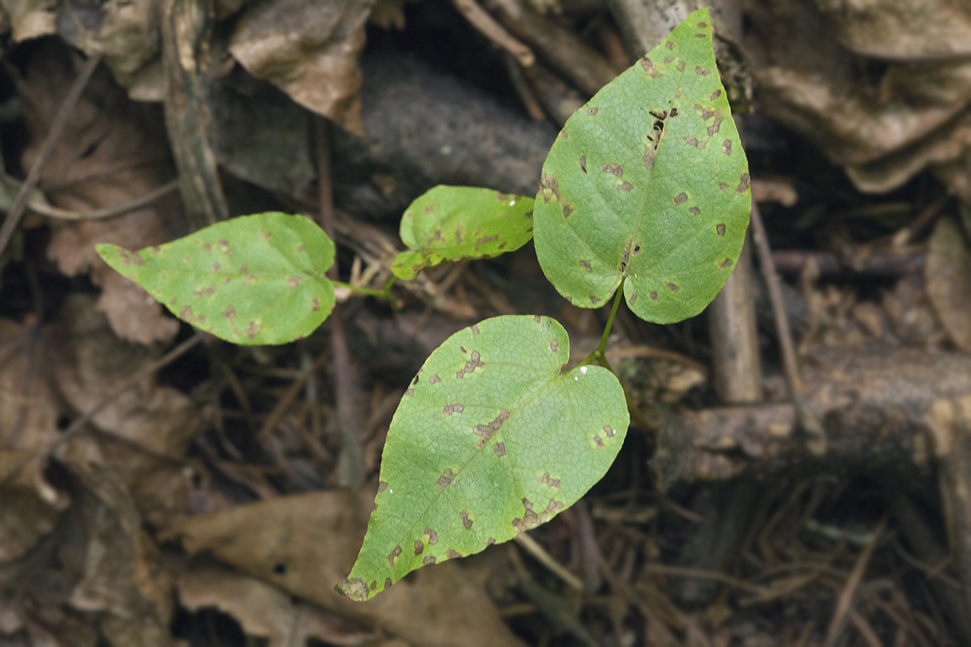 Image of Acer mayrii specimen.