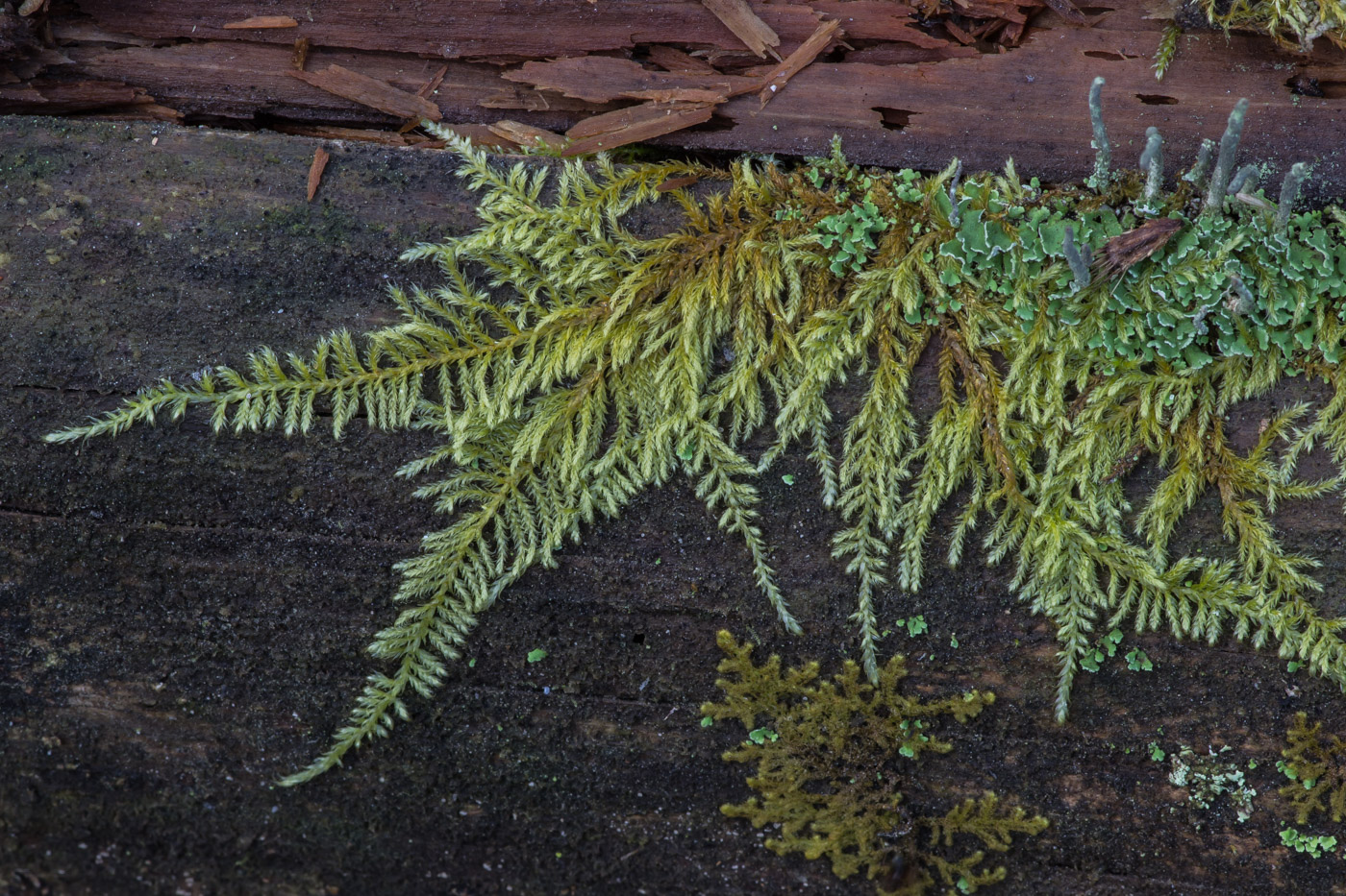 Image of Pylaisia polyantha specimen.