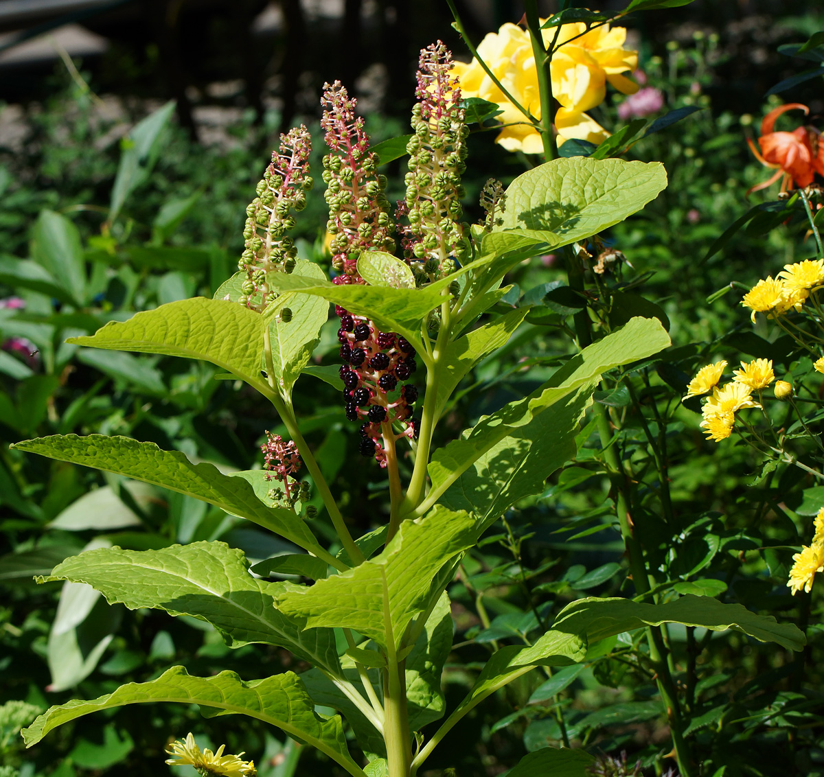 Изображение особи Phytolacca acinosa.