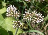 Goniolimon eximium
