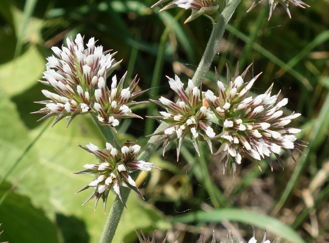 Image of Goniolimon eximium specimen.