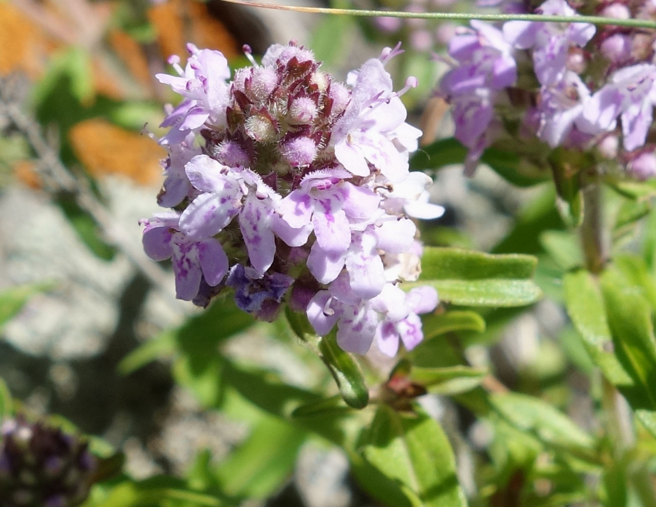 Изображение особи Thymus marschallianus.