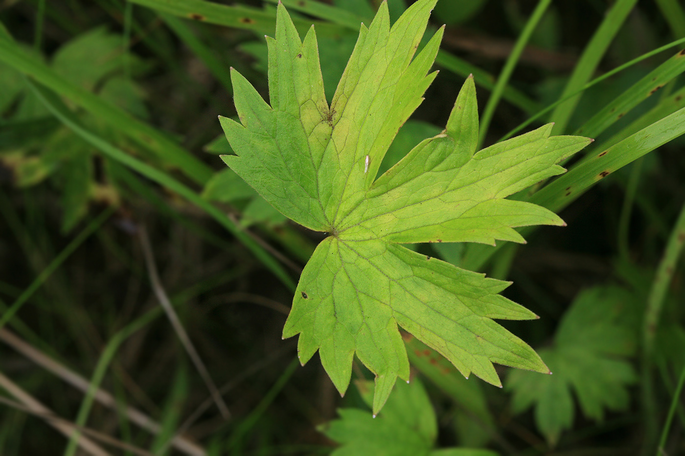 Image of Ranunculus novus specimen.