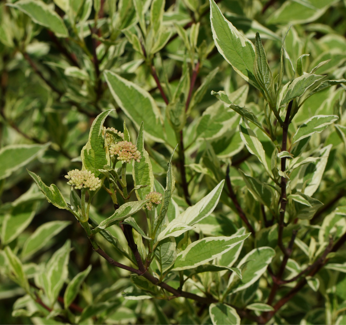 Image of Swida alba specimen.