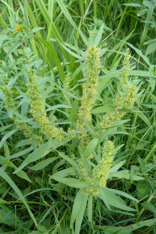Image of Rumex maritimus specimen.
