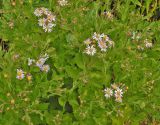 Aster ageratoides