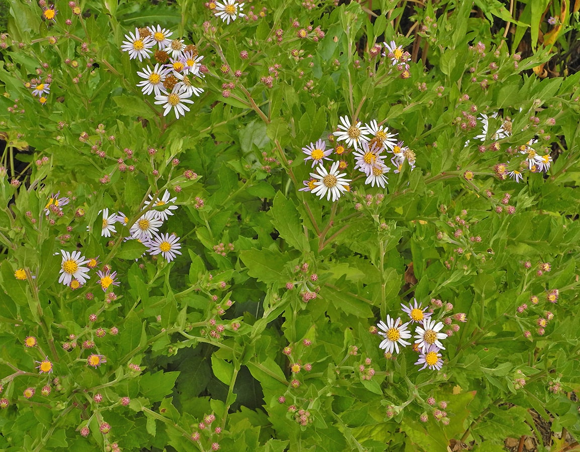 Image of Aster ageratoides specimen.