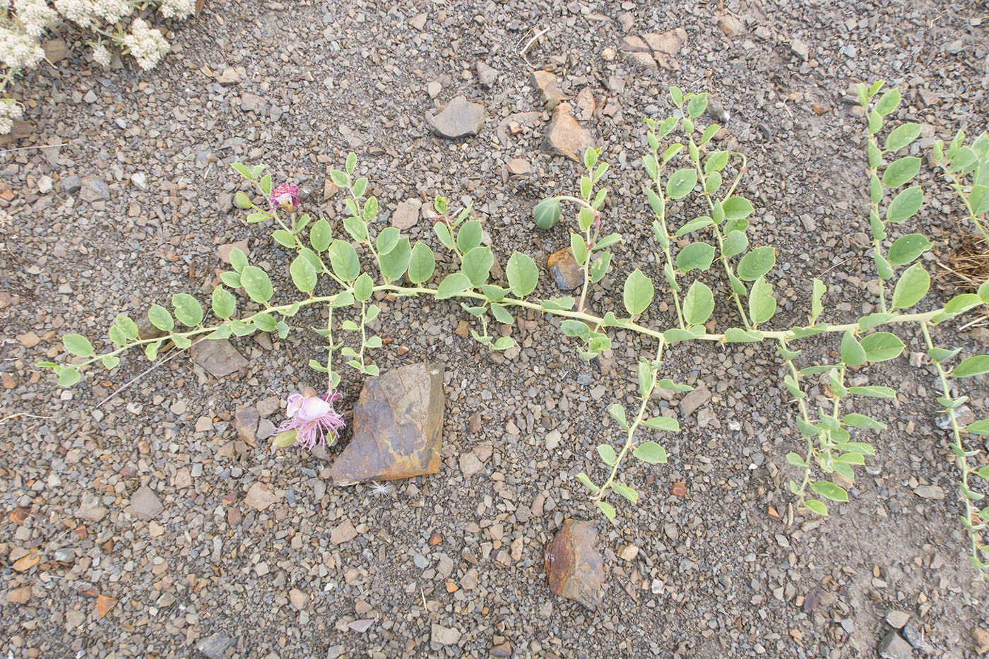 Image of Capparis herbacea specimen.