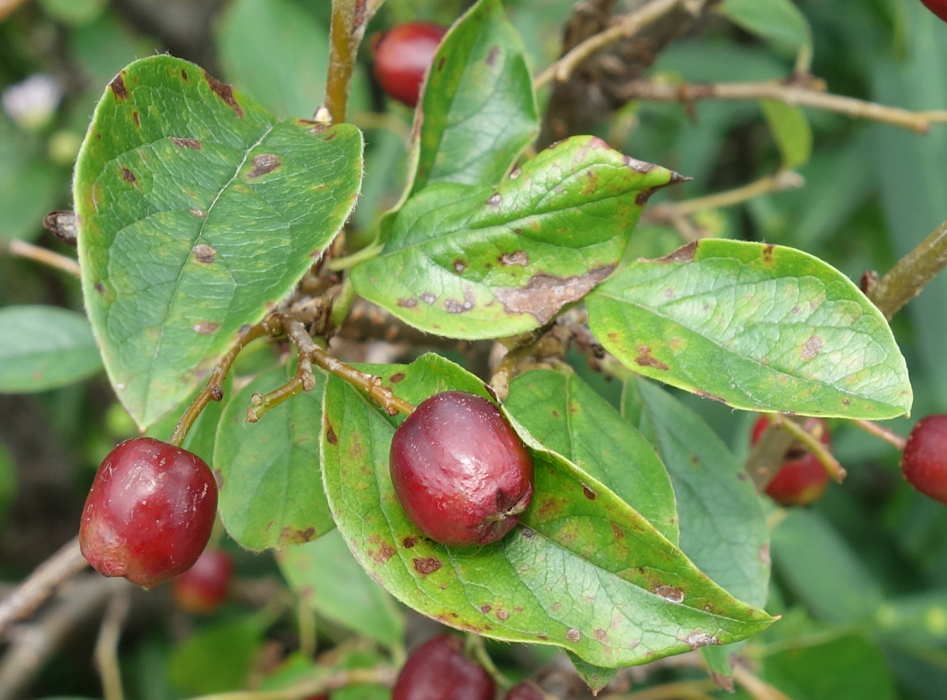 Изображение особи род Cotoneaster.