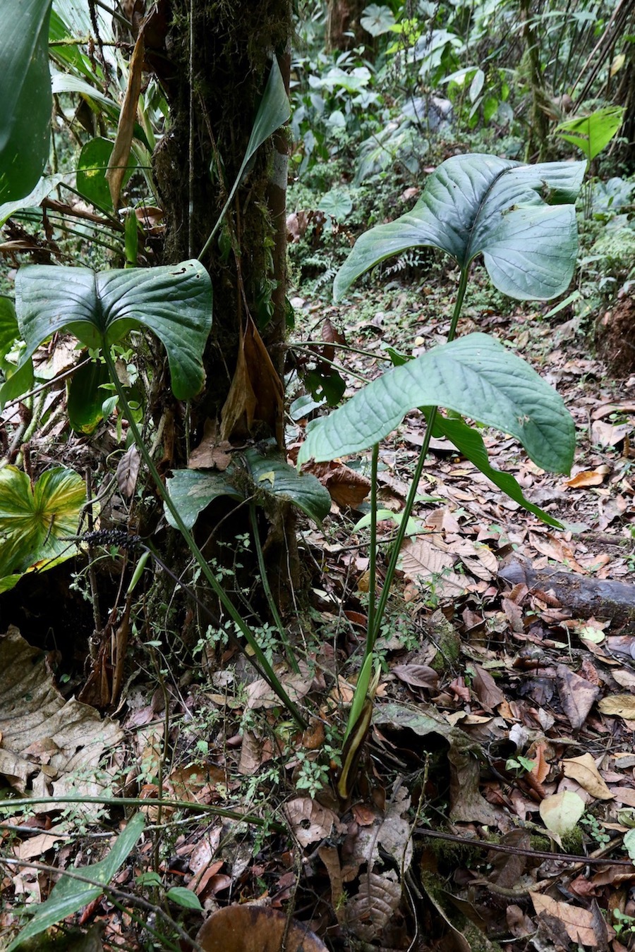 Изображение особи Anthurium oxybelium.