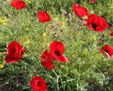 Papaver macrostomum