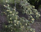 Sambucus racemosa