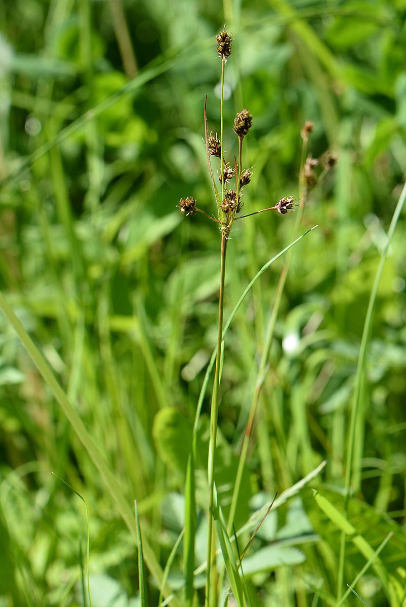 Image of Luzula multiflora specimen.