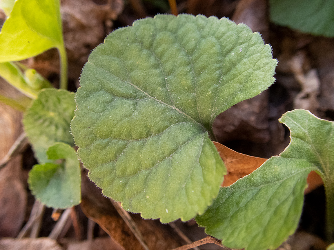 Image of Viola odorata specimen.