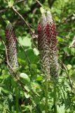 Pedicularis atropurpurea. Верхушки побегов с соцветиями. Карачаево-Черкесия, Домбай, долина р. Алибек, окр. Алибекского водопада, 2000 м н.у.м. 23.07.2010.