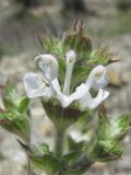 Salvia aethiopis. Соцветие. Краснодарский край, г. Новороссийск, ж.-д. насыпь. 31.05.2020.