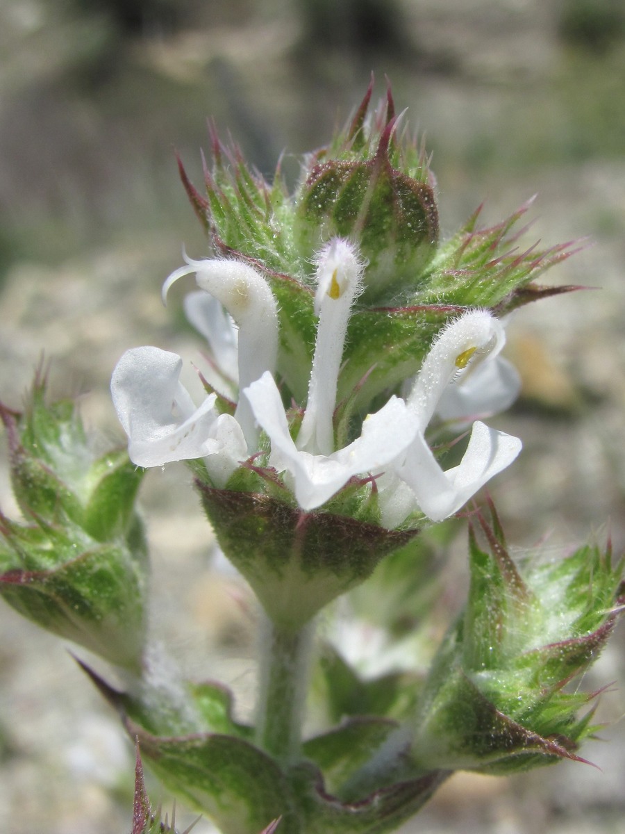 Изображение особи Salvia aethiopis.