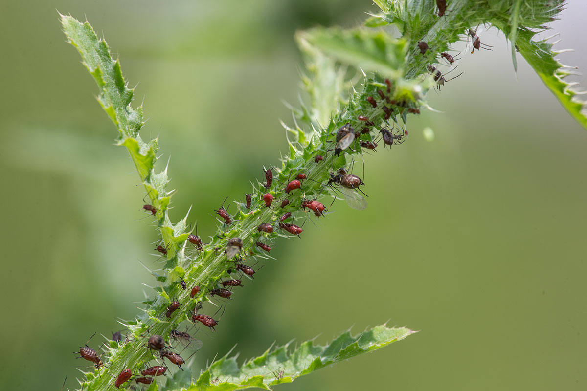 Изображение особи Carduus crispus.