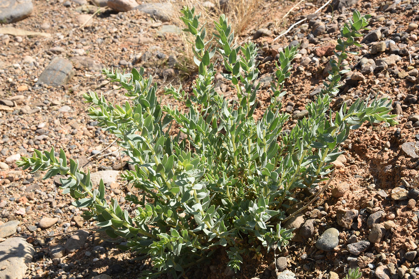 Image of Reaumuria turkestanica specimen.