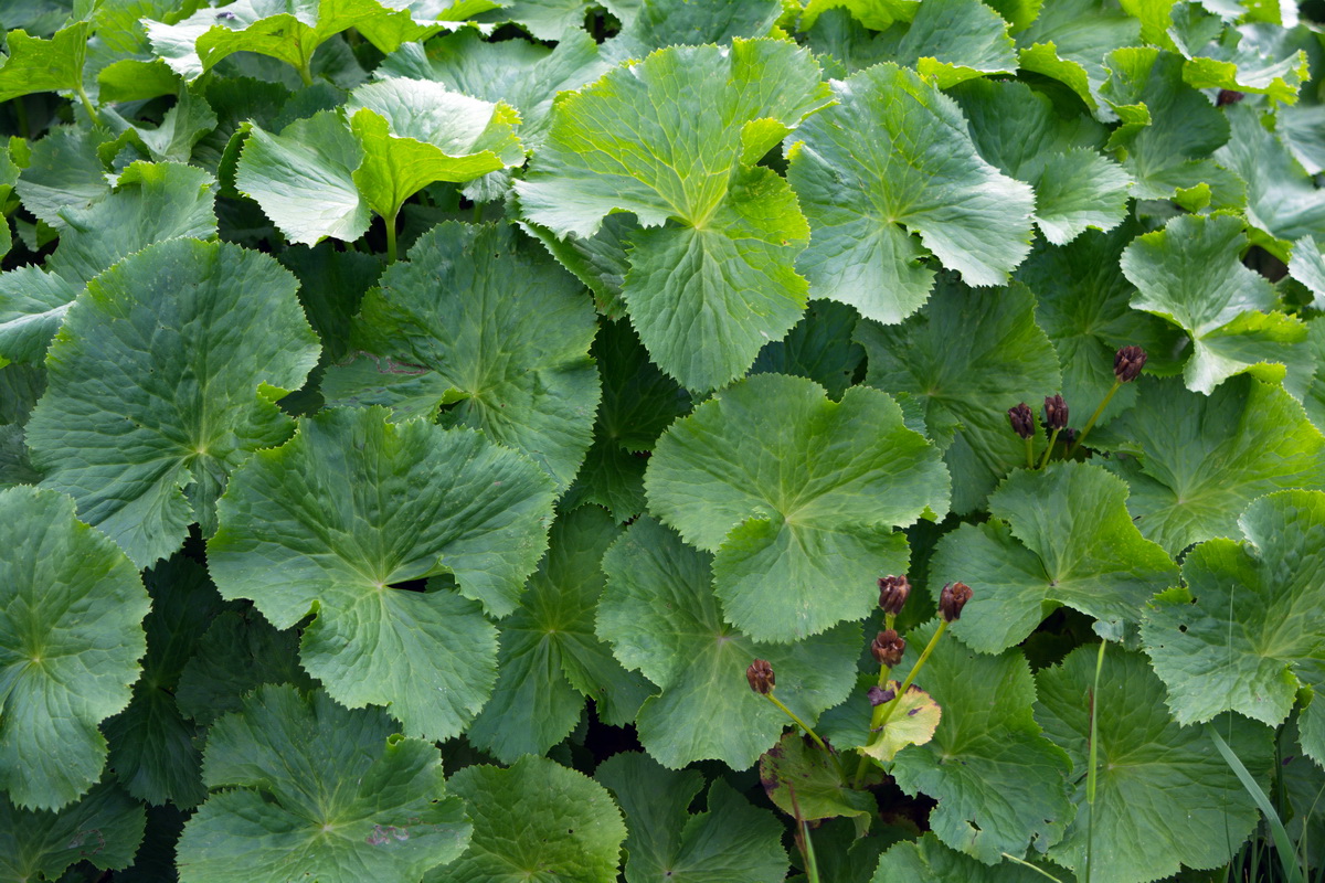 Image of Caltha polypetala specimen.