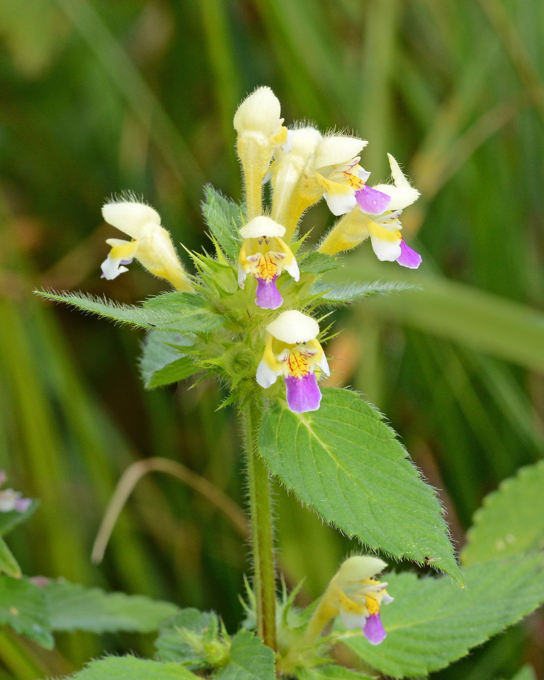 Изображение особи Galeopsis speciosa.