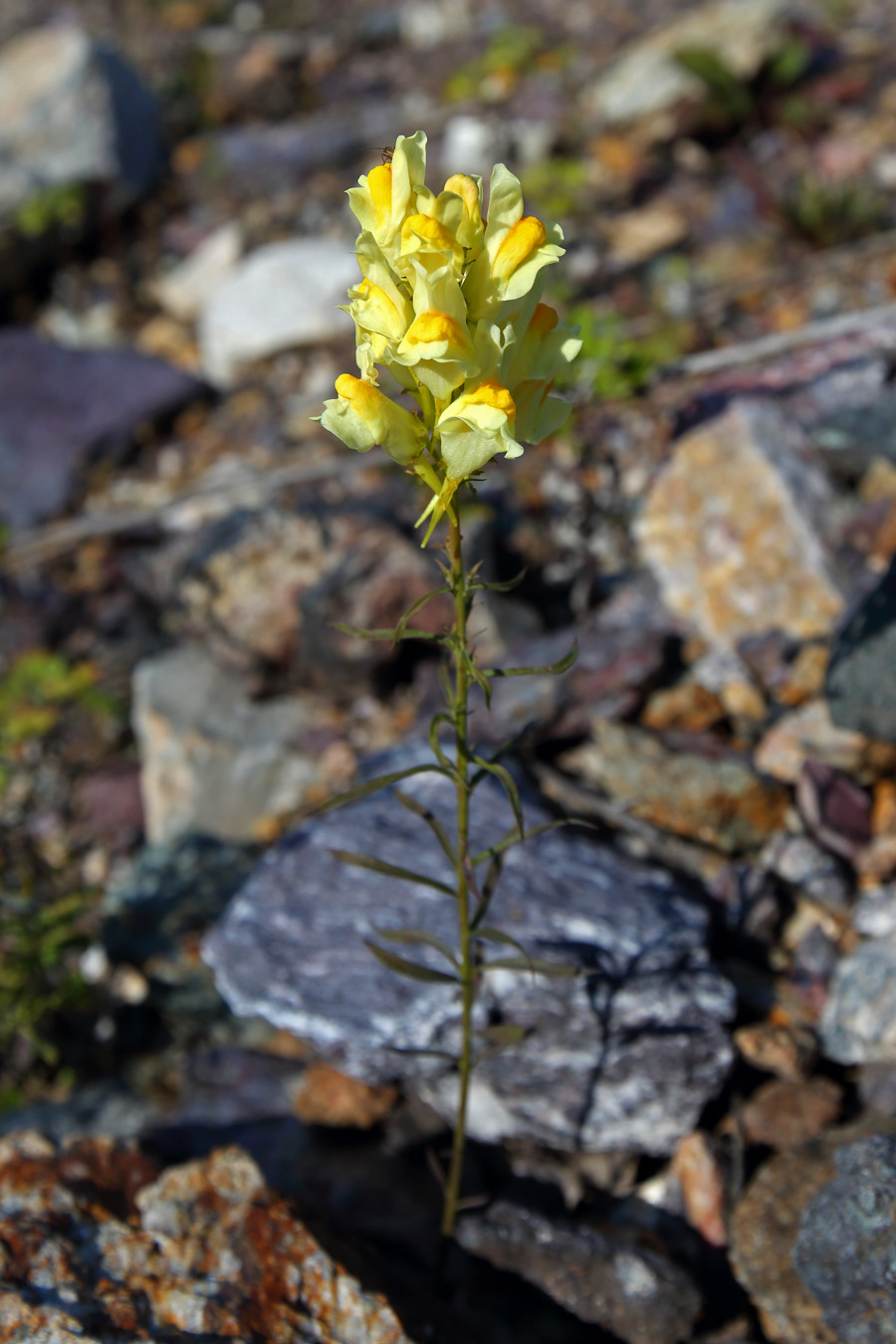 Image of Linaria vulgaris specimen.