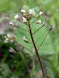 Capsella bursa-pastoris. Соцветие с цветками и плодами. Свердловская обл., окр. г. Среднеуральск, дер. Коптяки, газон турбазы \"Энергетик\". 12.06.2010.