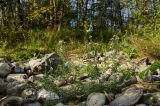 Achillea ptarmica. Цветущие растения. Башкортостан, Белорецкий р-н, Зигазинский сельсовет, долина р. Зилим, прибрежный галечник. 30 августа 2020 г.
