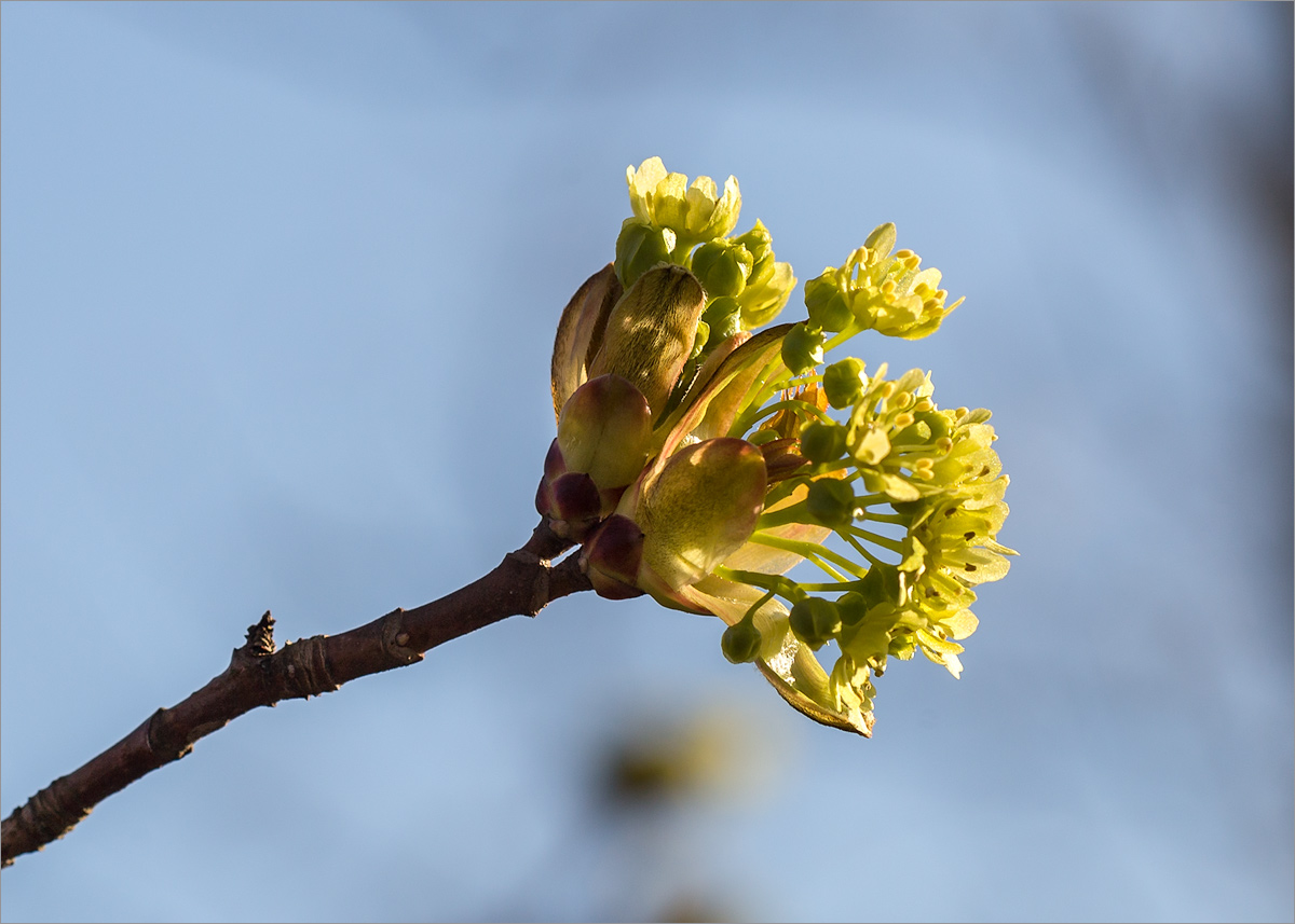 Изображение особи Acer platanoides.