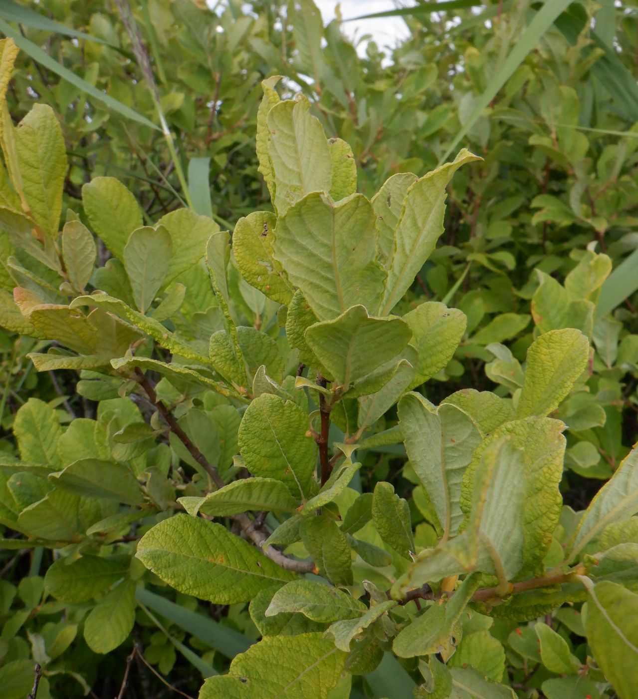 Image of Salix aurita specimen.