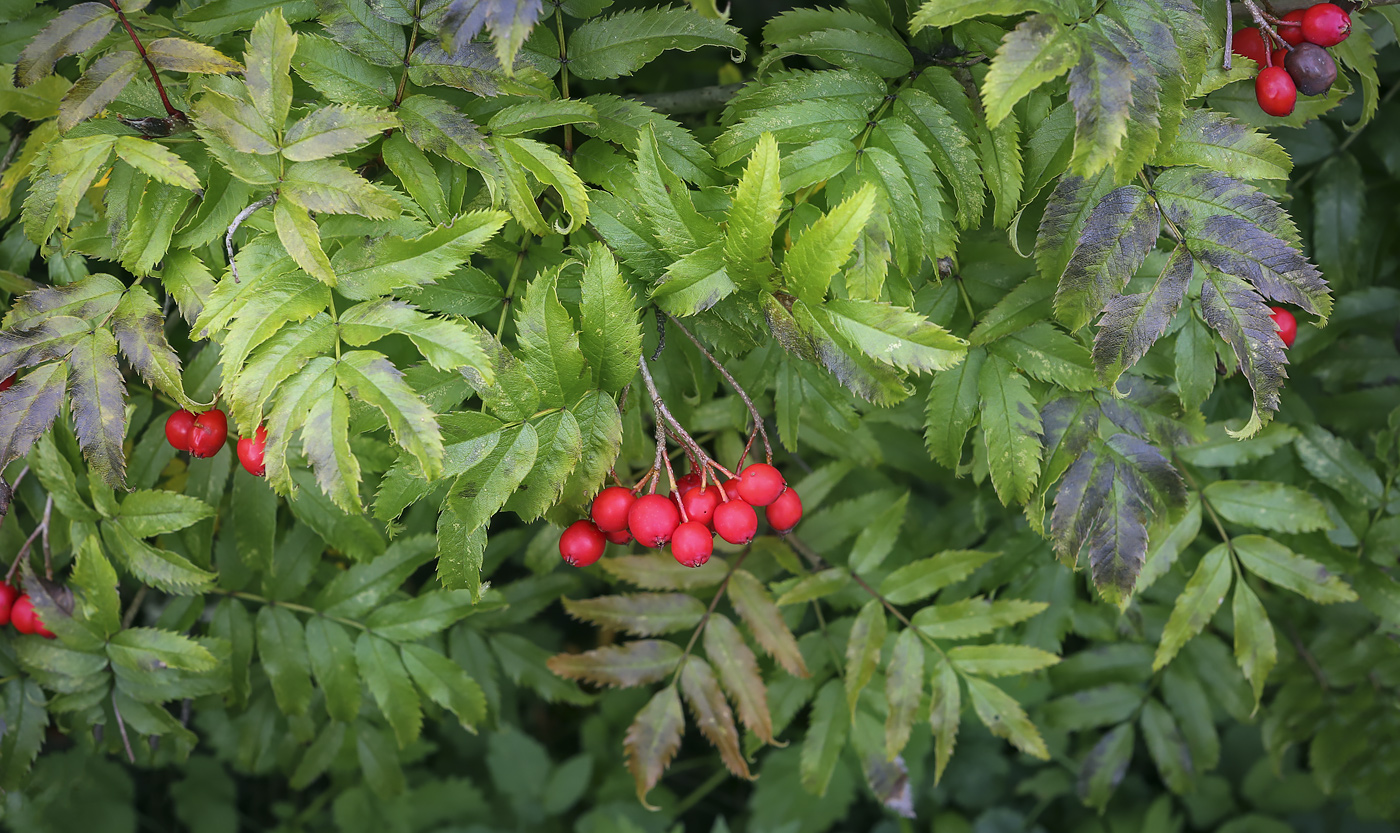 Изображение особи Sorbus sambucifolia.