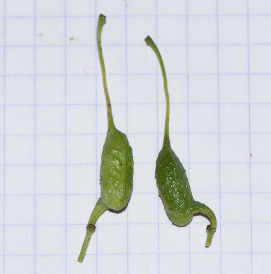 Image of Grevillea olivacea specimen.