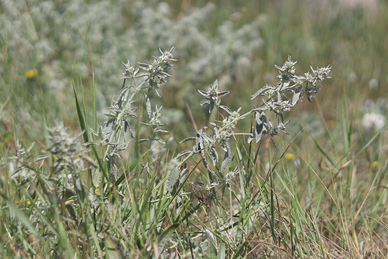 Image of Marrubium praecox specimen.