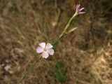 Dianthus ciliatus subspecies dalmaticus. Верхушка соцветия. Хорватия, Дубровник, гора Srd, травянистый склон с одиночными кустарниками. 28 августа 2010 г.