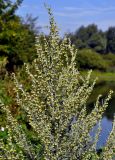 Artemisia absinthium