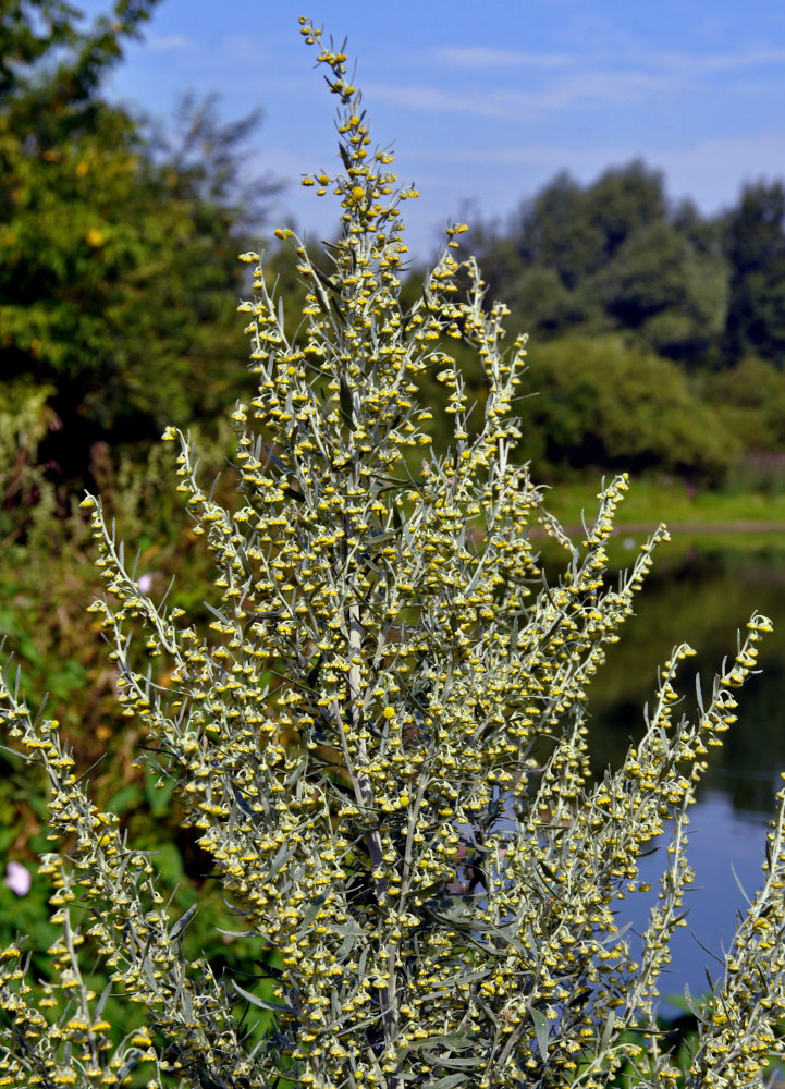 Image of Artemisia absinthium specimen.