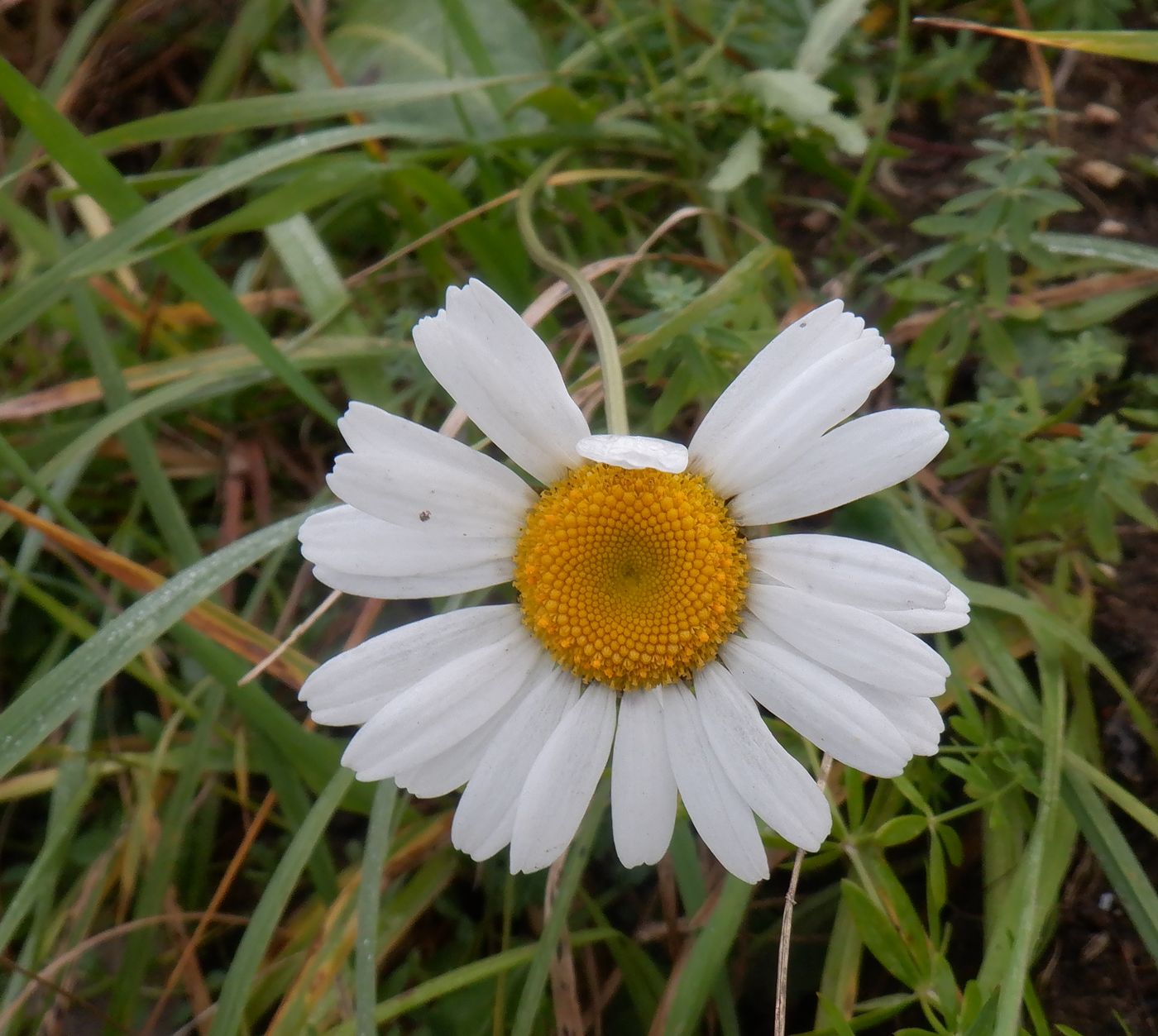 Изображение особи род Leucanthemum.