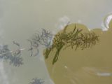 Hydrilla verticillata