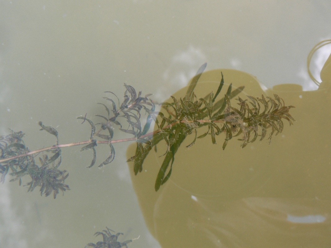 Image of Hydrilla verticillata specimen.