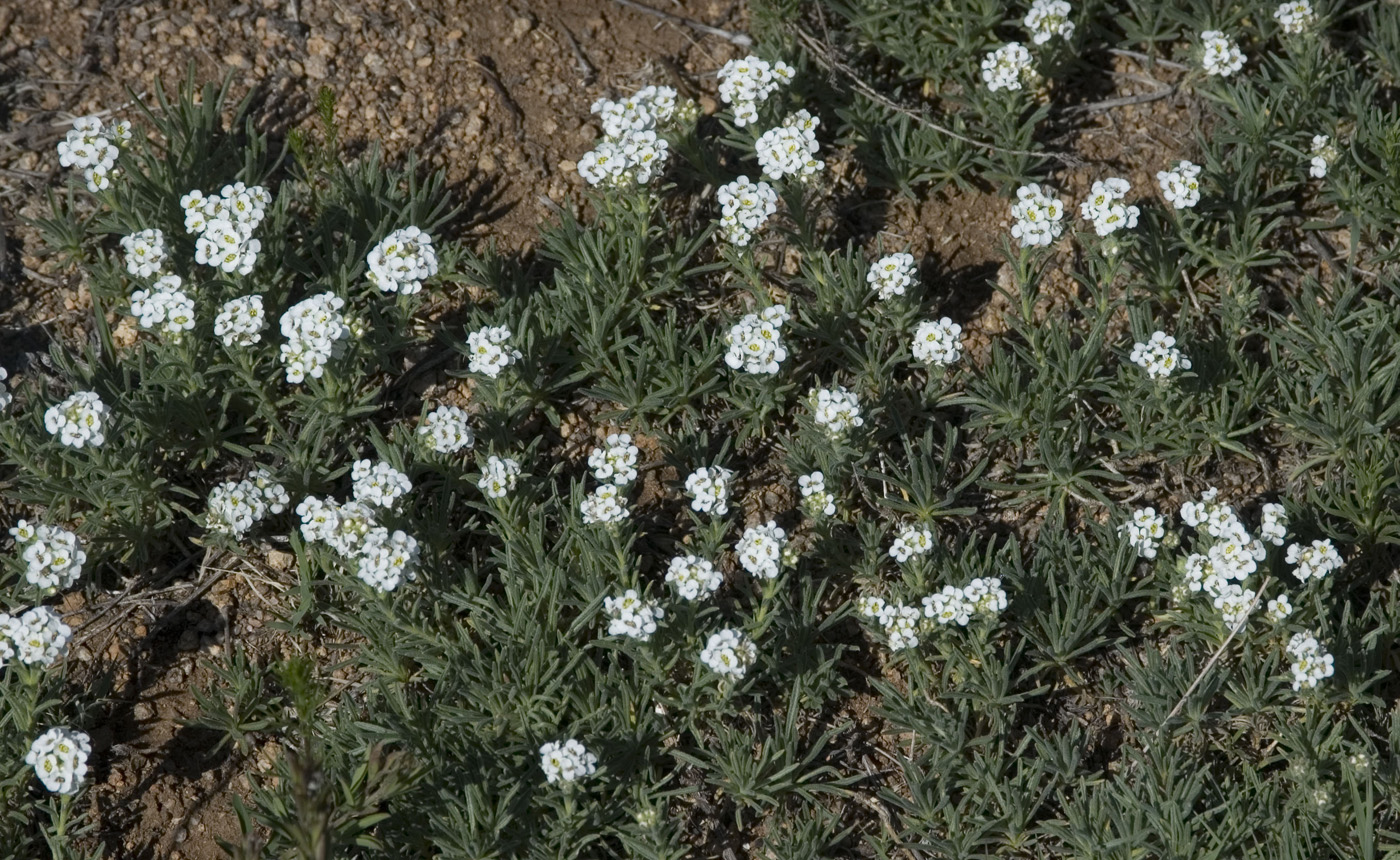 Изображение особи Ptilotrichum tenuifolium.