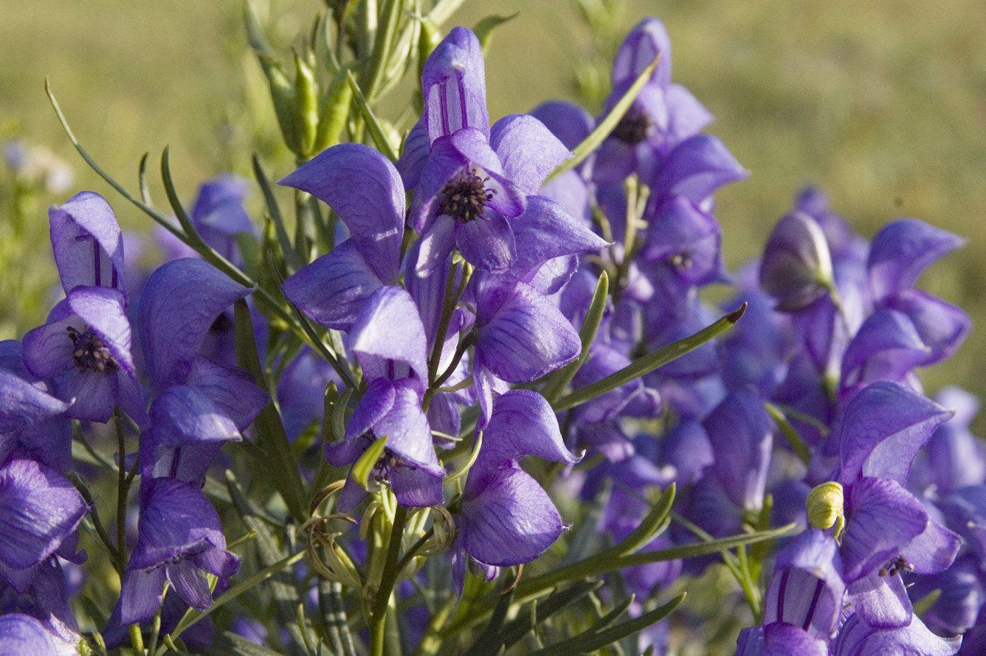 Изображение особи Aconitum baicalense.