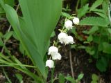 Convallaria keiskei