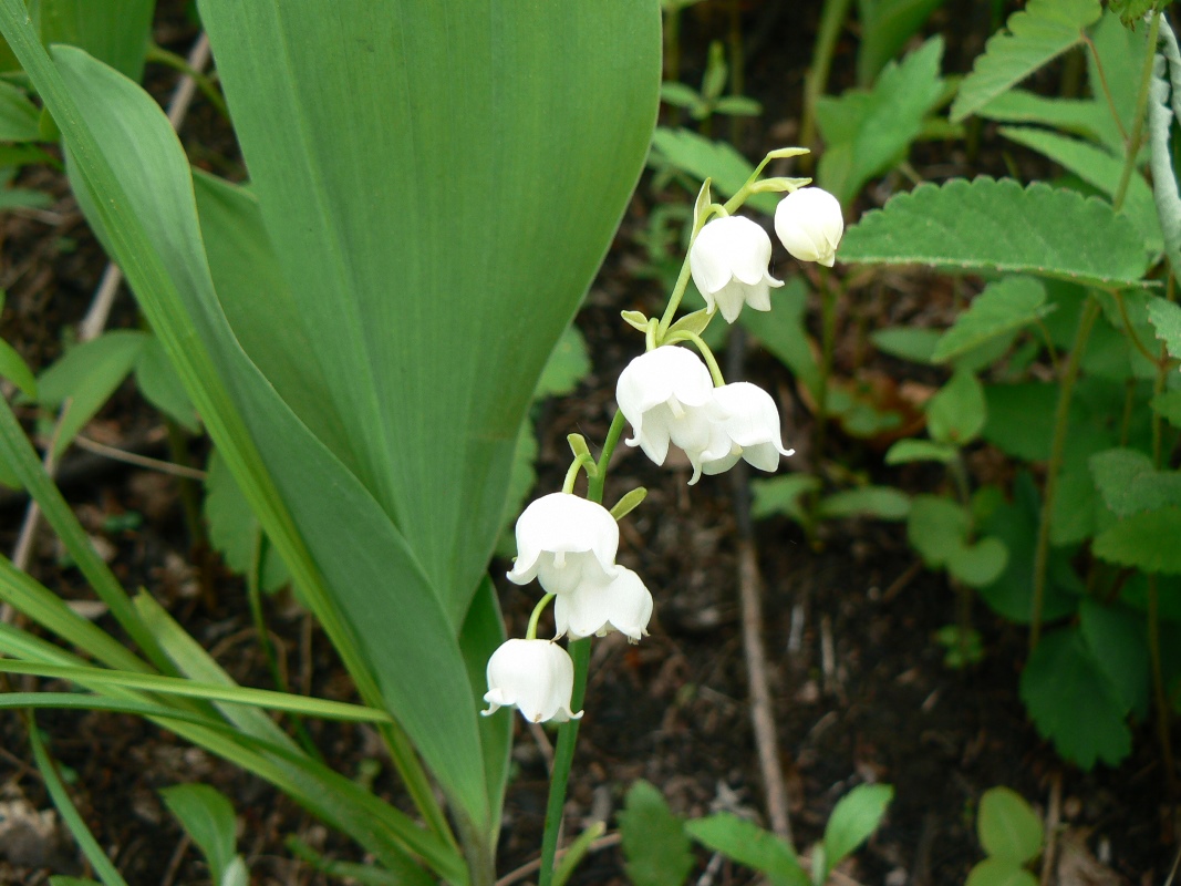 Image of Convallaria keiskei specimen.