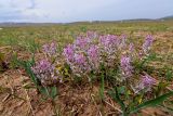 Corydalis ledebouriana