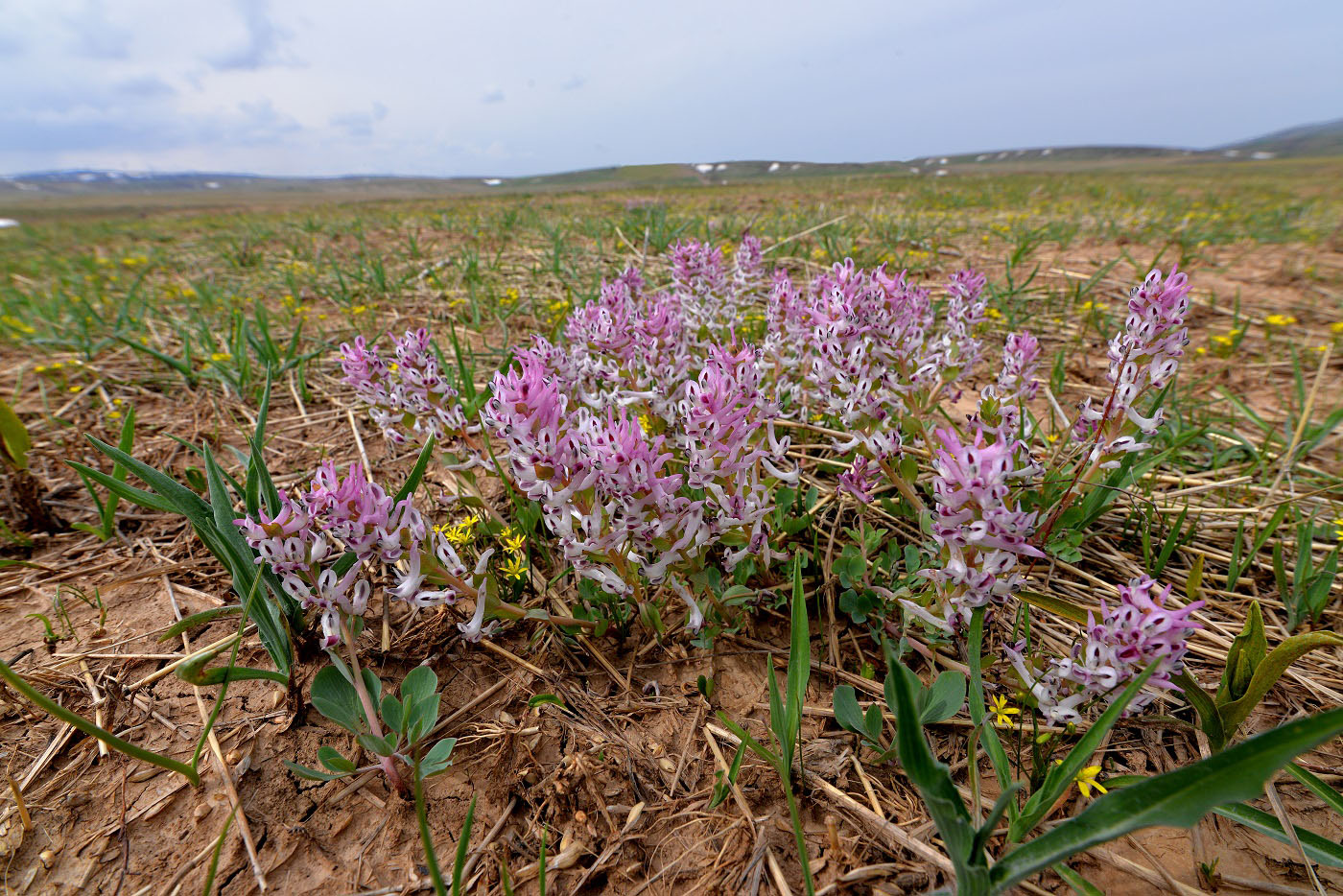 Image of Corydalis ledebouriana specimen.