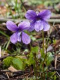 Viola uliginosa