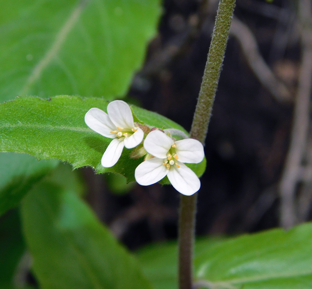 Изображение особи Arabis turrita.