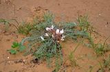 Astragalus dolichophyllus