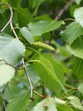 Betula papyrifera. Часть ветви с соплодием и кормящейся тлёй. Санкт-Петербург, Старый Петергоф, парк \"Сергиевка\", луг напротив дирекции. 29.05.2021.